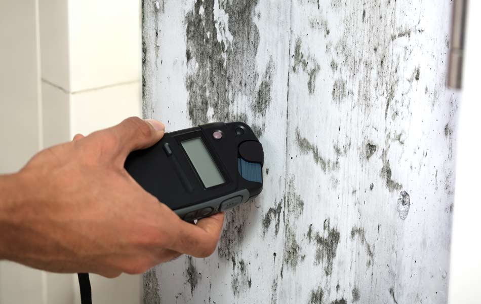 Mold Inspection